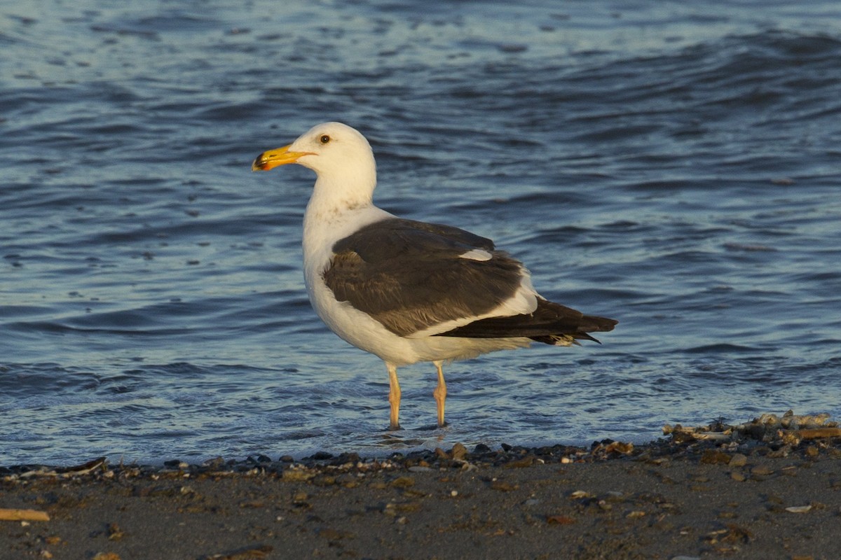 Yellow-footed Gull - Steven Whitebread