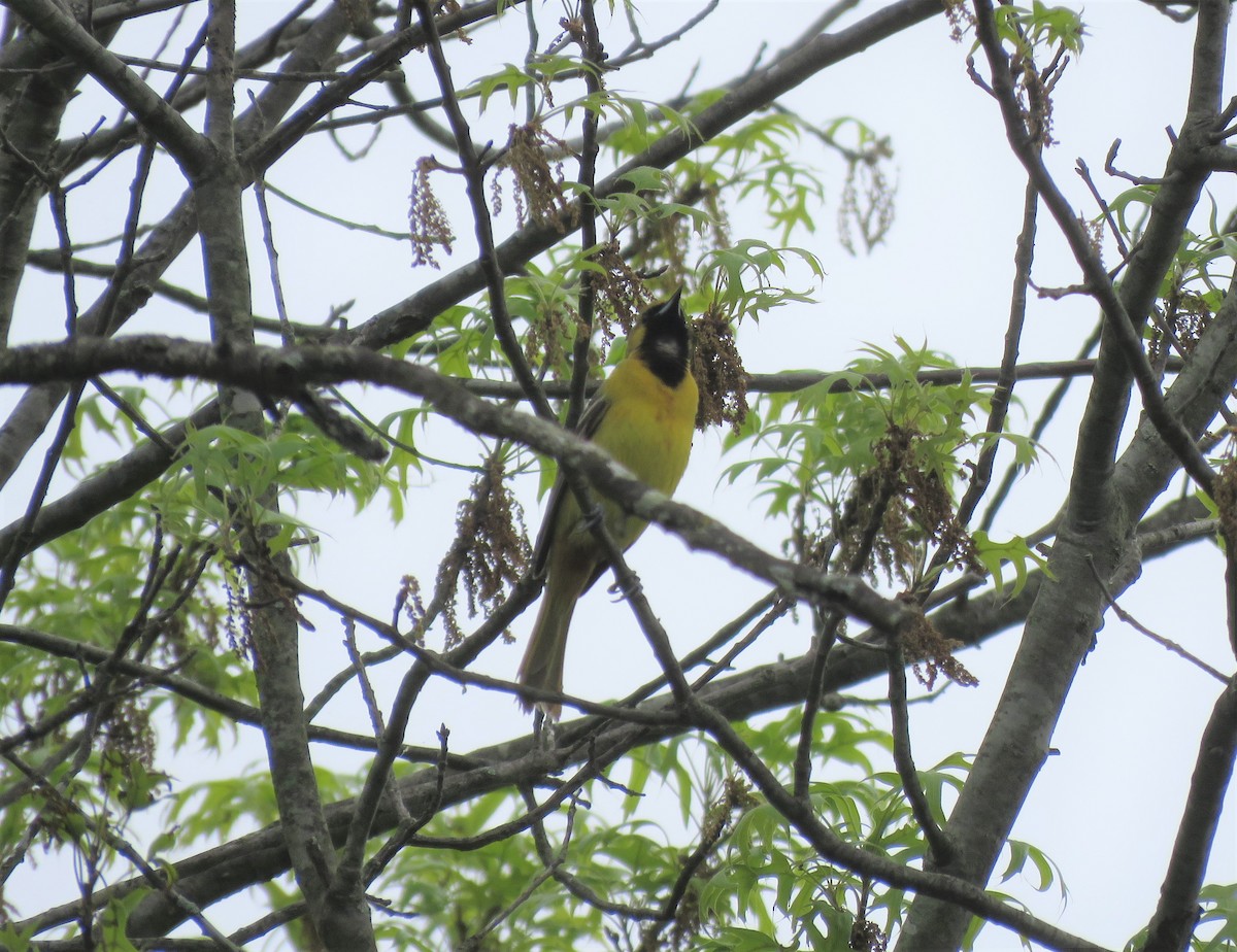 Orchard Oriole - ML231018921