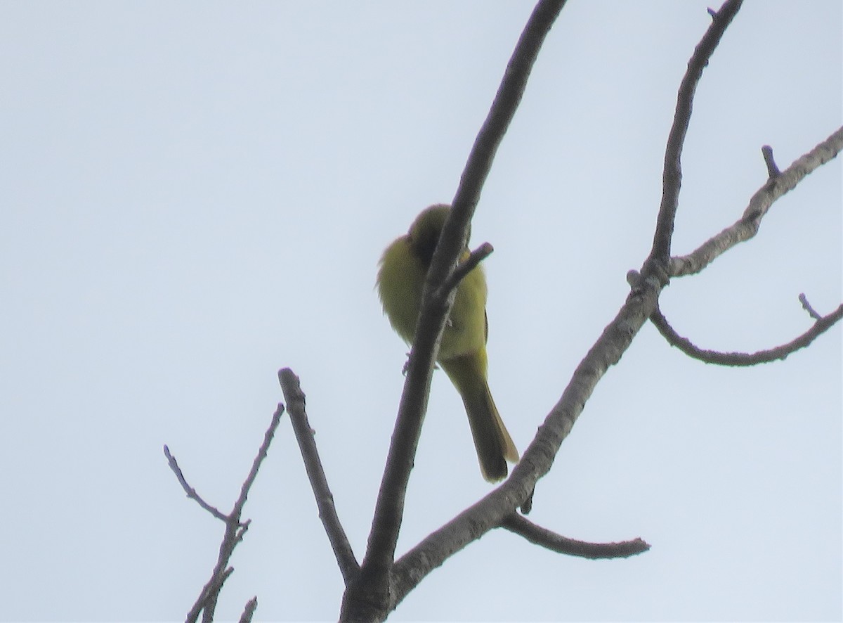 Orchard Oriole - ML231018951