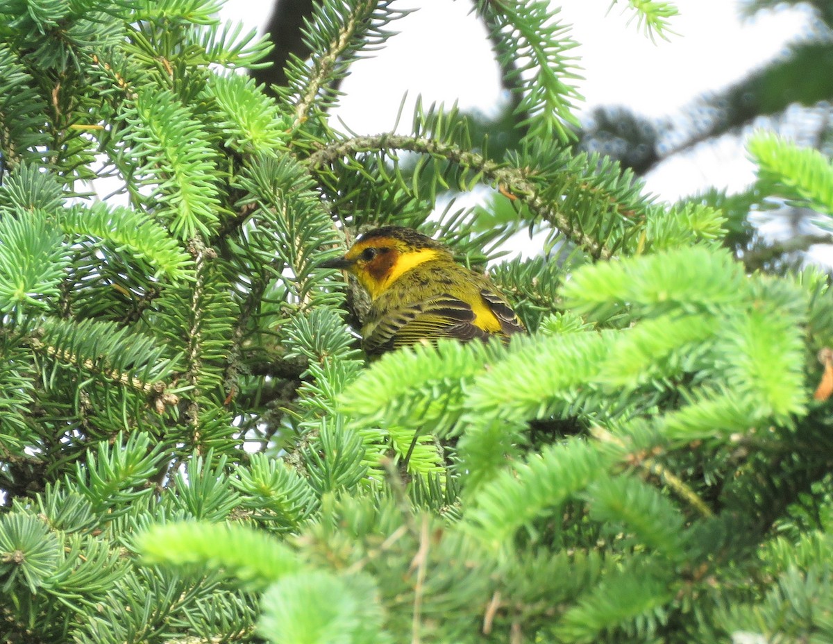 Cape May Warbler - ML231019361