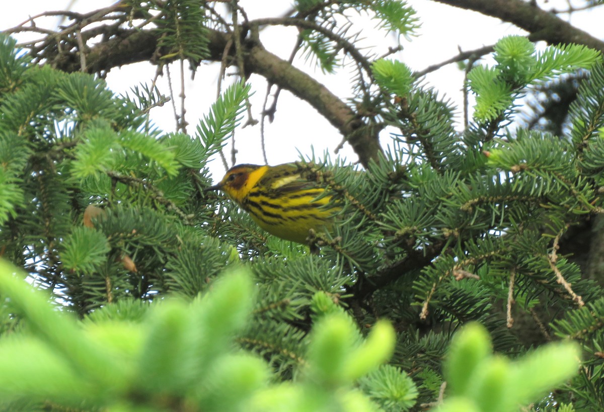 Cape May Warbler - ML231019371