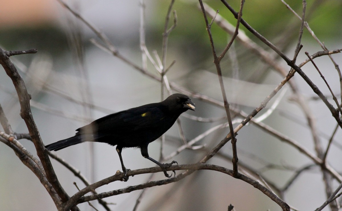 Yellow-shouldered Blackbird - ML23102131