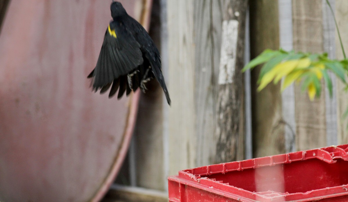 Yellow-shouldered Blackbird - Jay McGowan