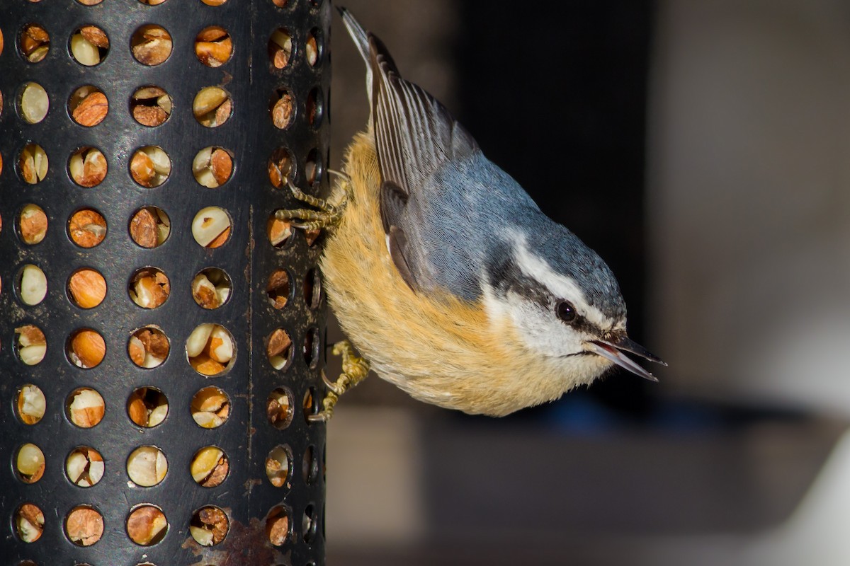 Red-breasted Nuthatch - ML23102561