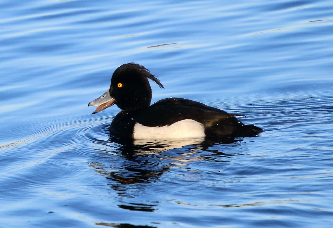 Tufted Duck - ML23102571
