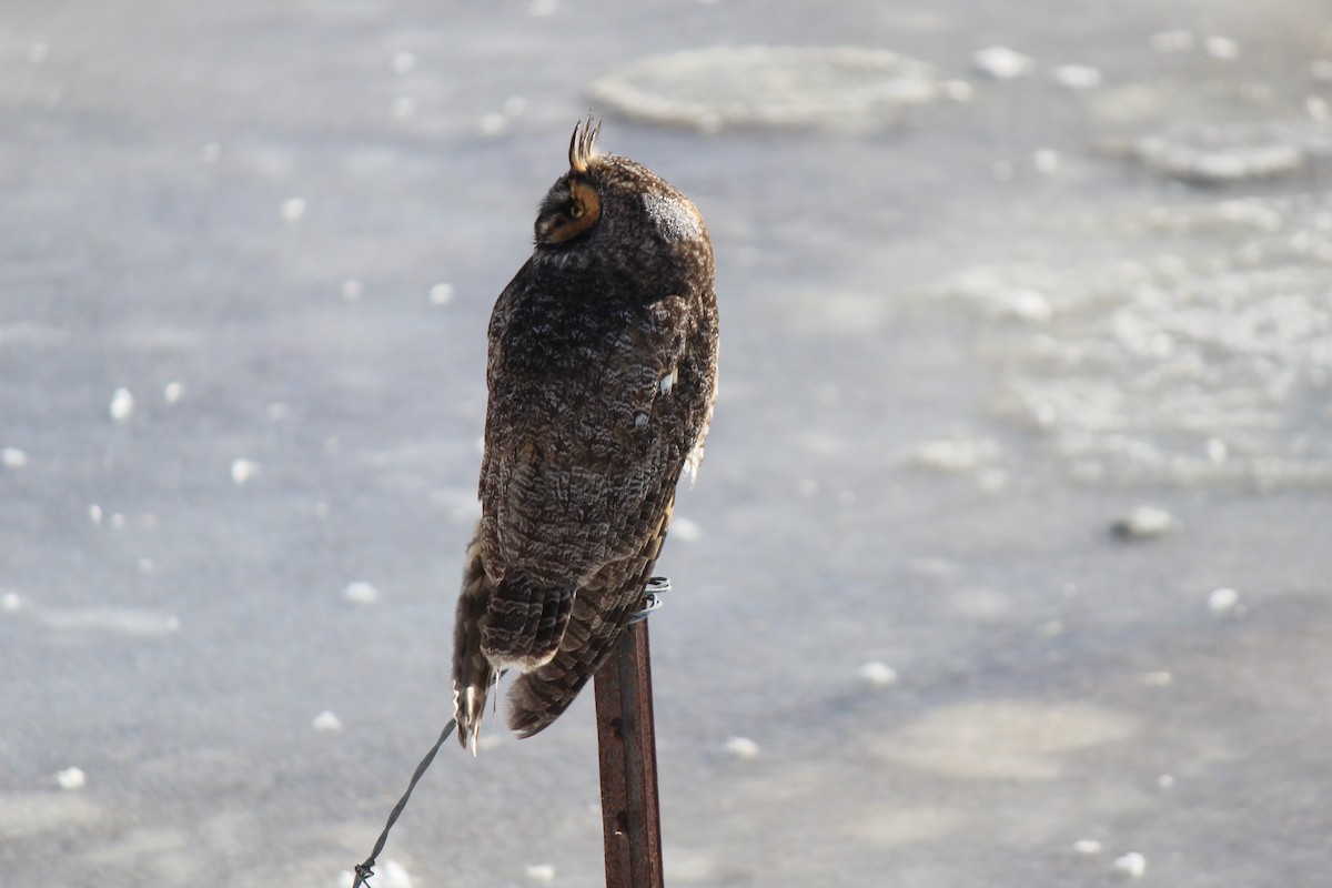 Long-eared Owl - Gary Schvaneveldt