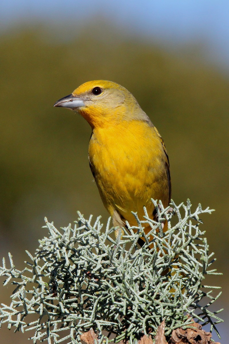 Hepatic Tanager - ML23103571