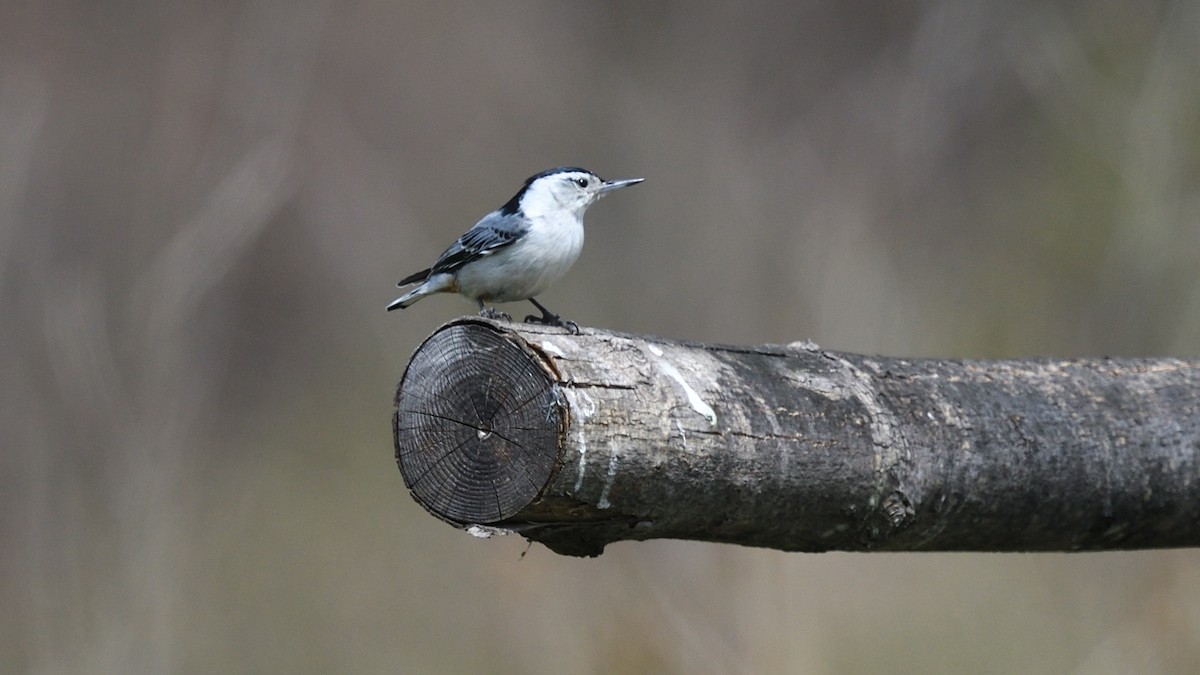 White-breasted Nuthatch - ML231036781