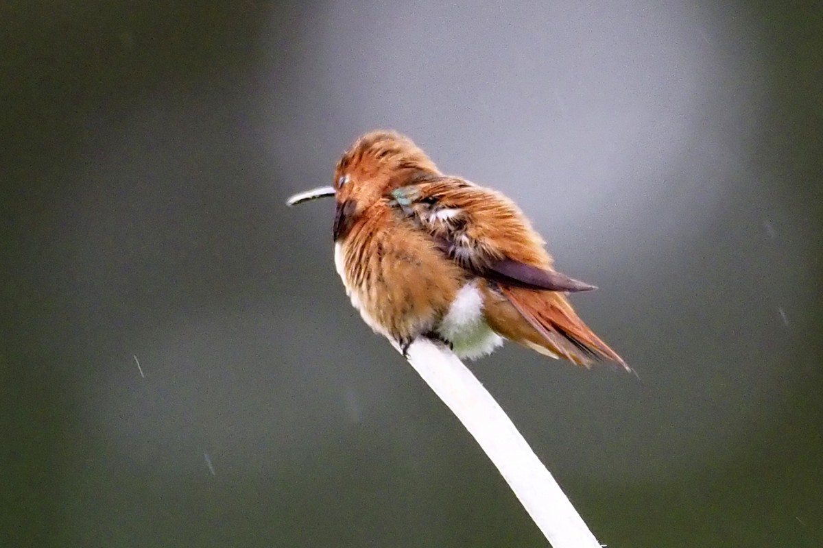 Rufous Hummingbird - ML231038571