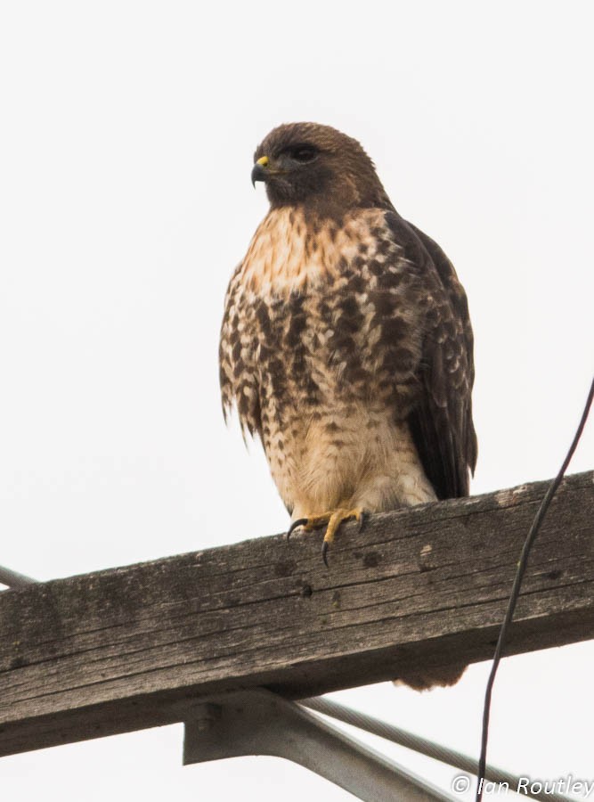 Red-tailed Hawk - ML23103941