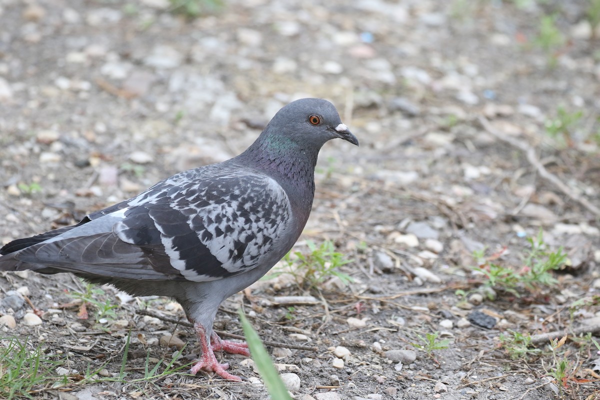Rock Pigeon (Feral Pigeon) - ML231041111