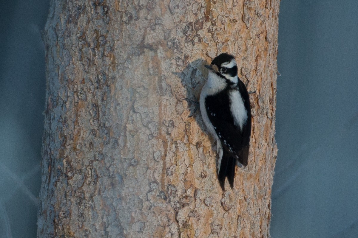 Downy Woodpecker (Rocky Mts.) - Chris Wood