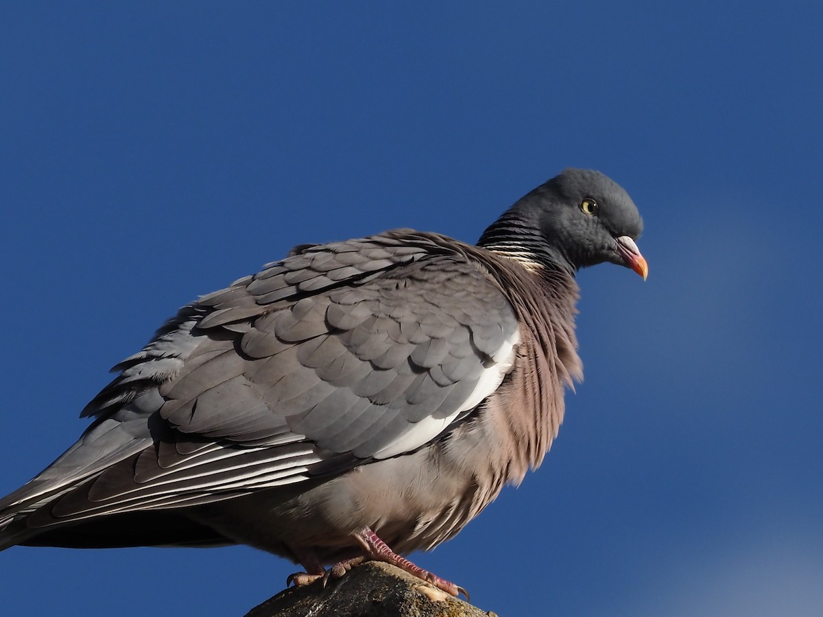 Common Wood-Pigeon - ML231041441