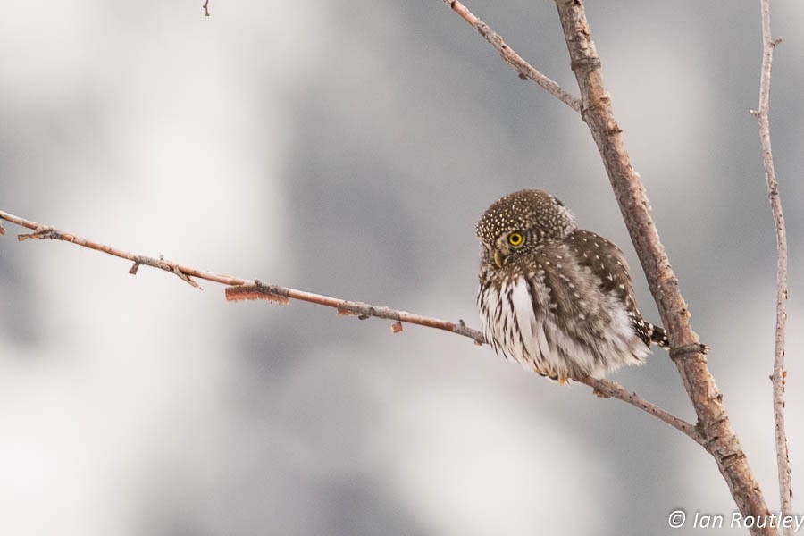 Northern Pygmy-Owl - ML23104441