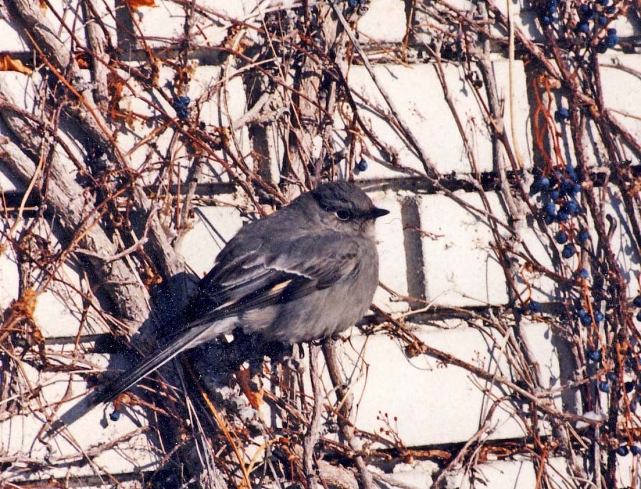 Townsend's Solitaire - Serge St-Louis