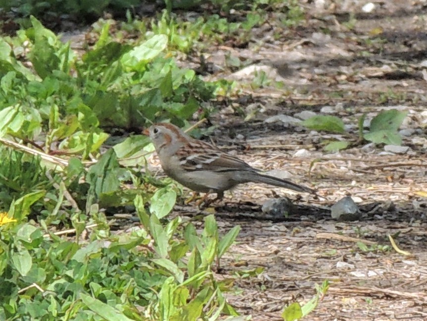 Field Sparrow - ML231053511
