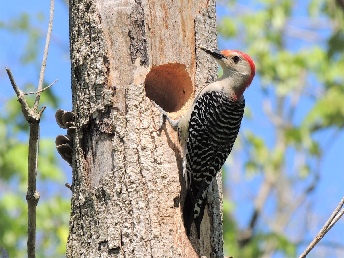 Red-bellied Woodpecker - ML231054301