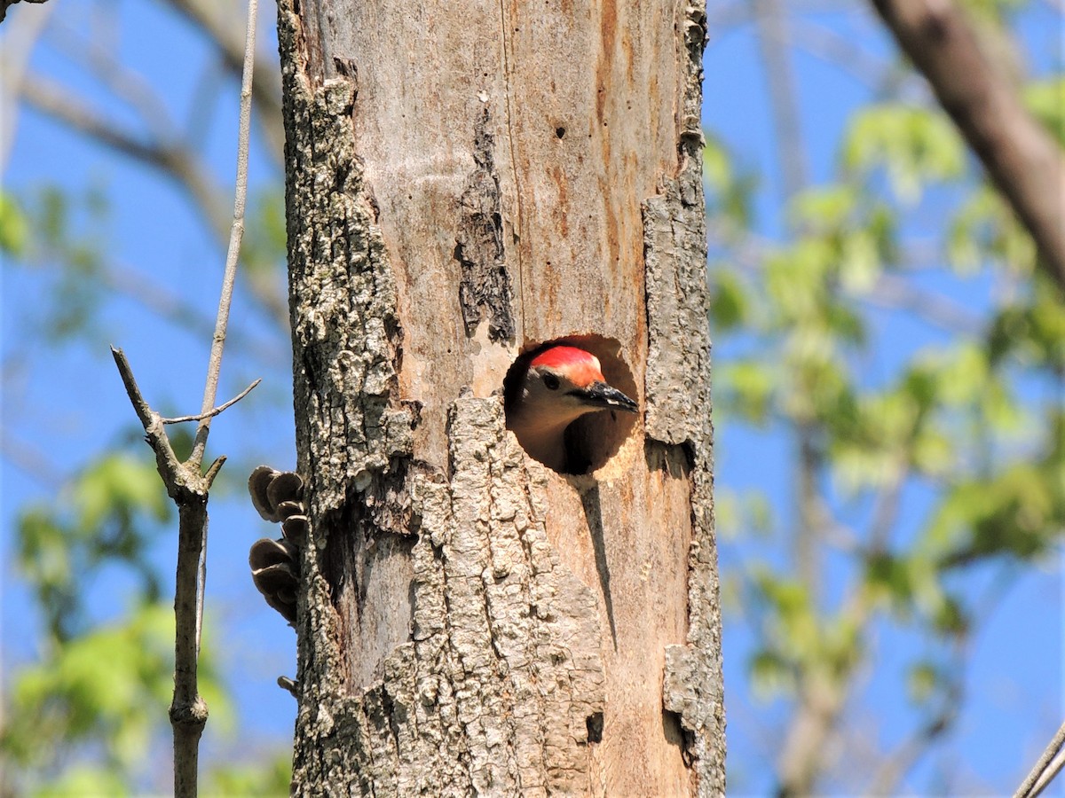 Red-bellied Woodpecker - ML231054381