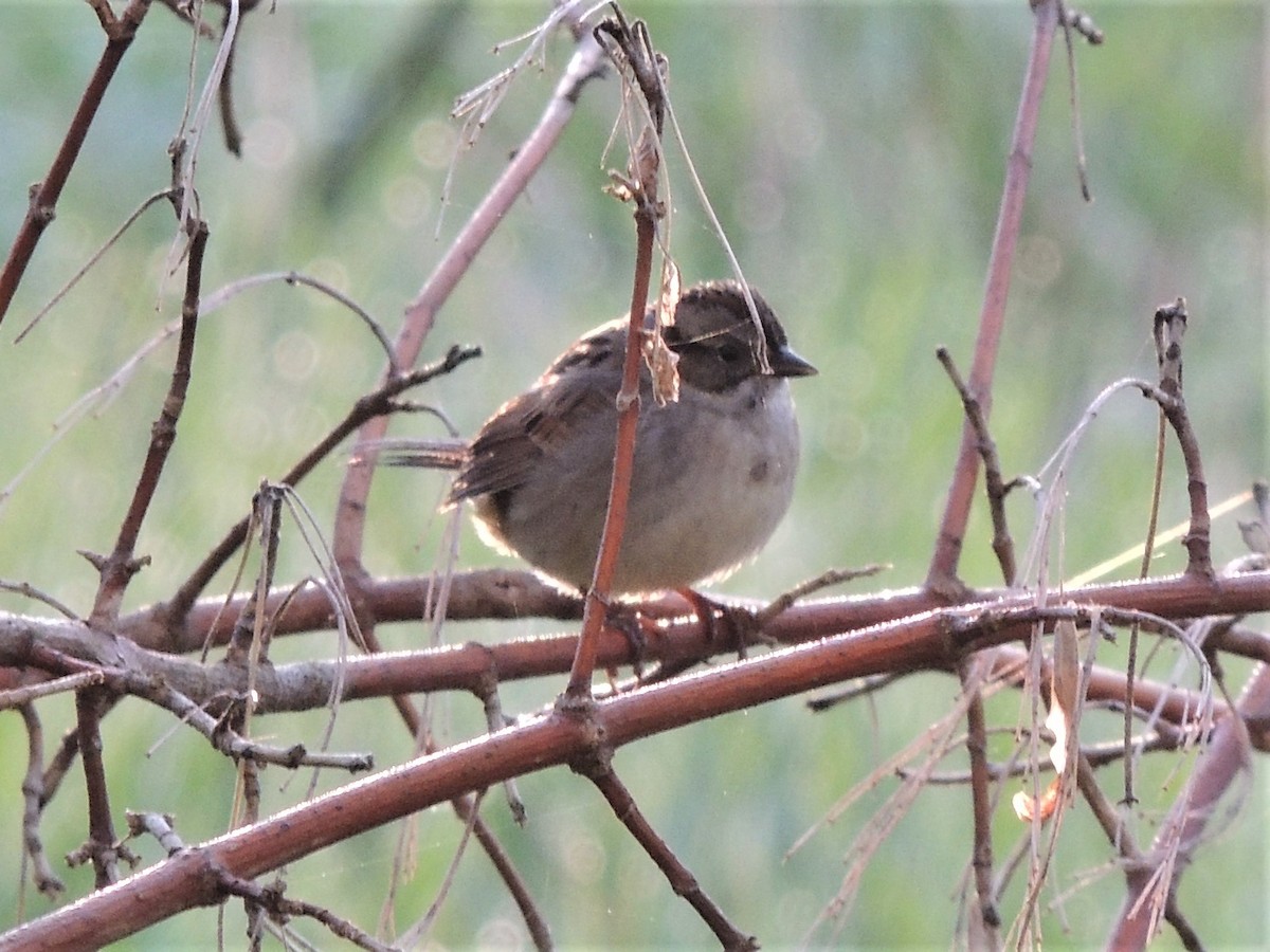 Swamp Sparrow - ML231055221