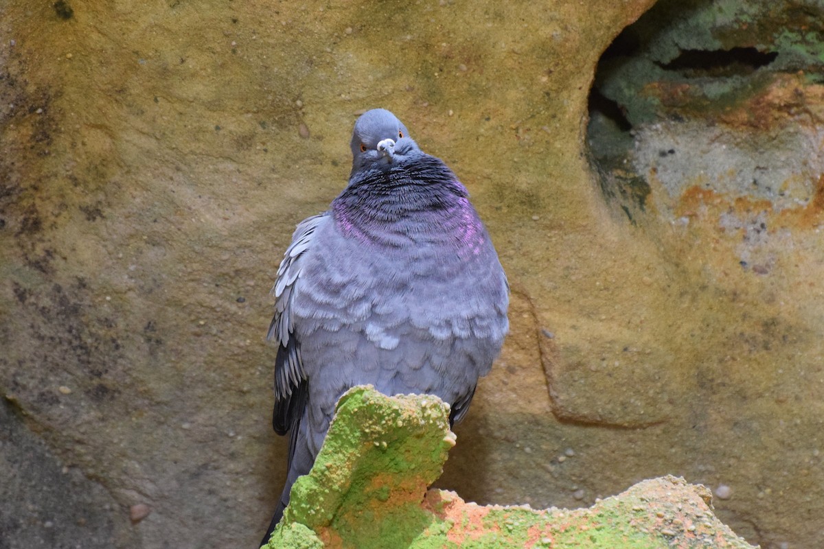 Rock Pigeon (Feral Pigeon) - ML23105751
