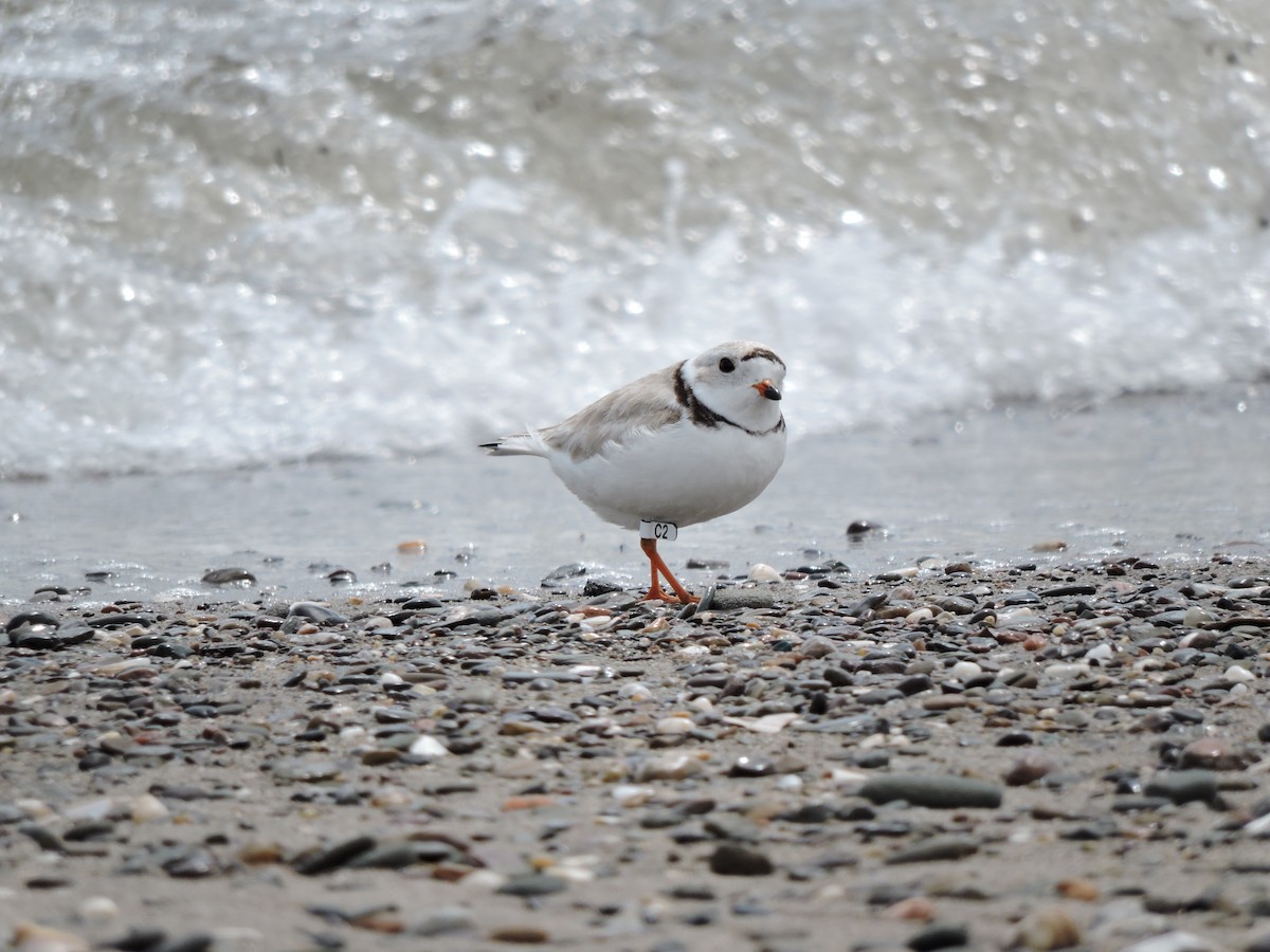 Piping Plover - ML23105811