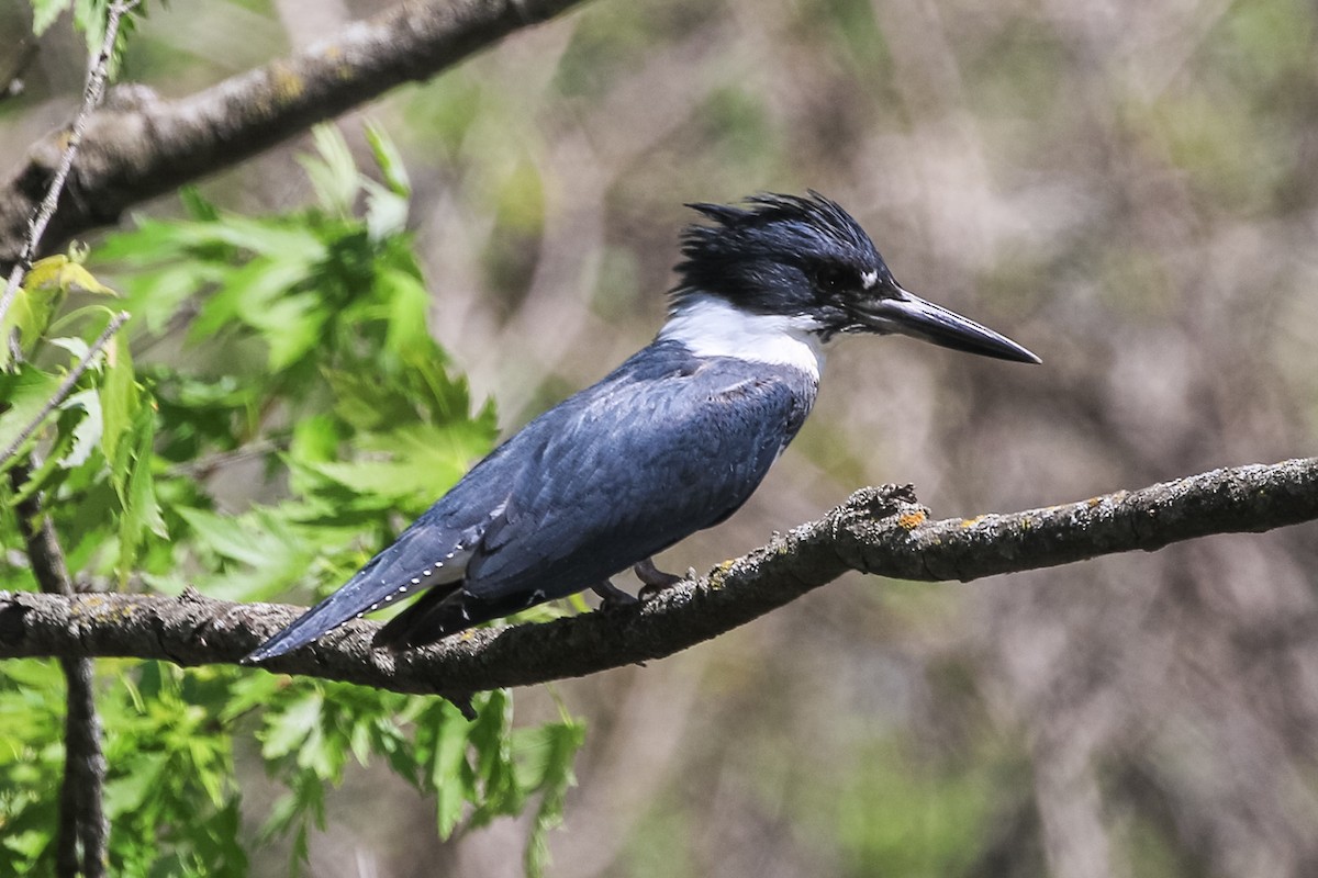 Belted Kingfisher - ML231059091
