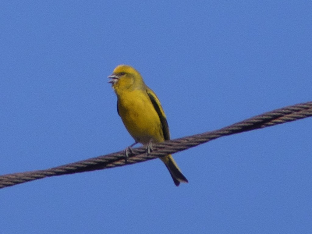 Yellow-crowned Canary - Tommaso Renzulli