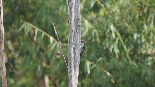 Lineated Woodpecker - ML231060251