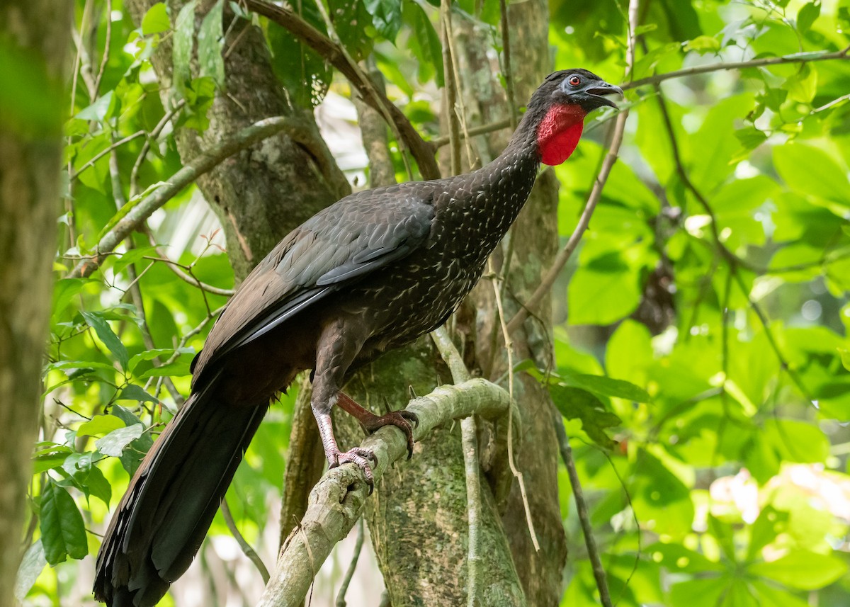 Crested Guan - ML231062561