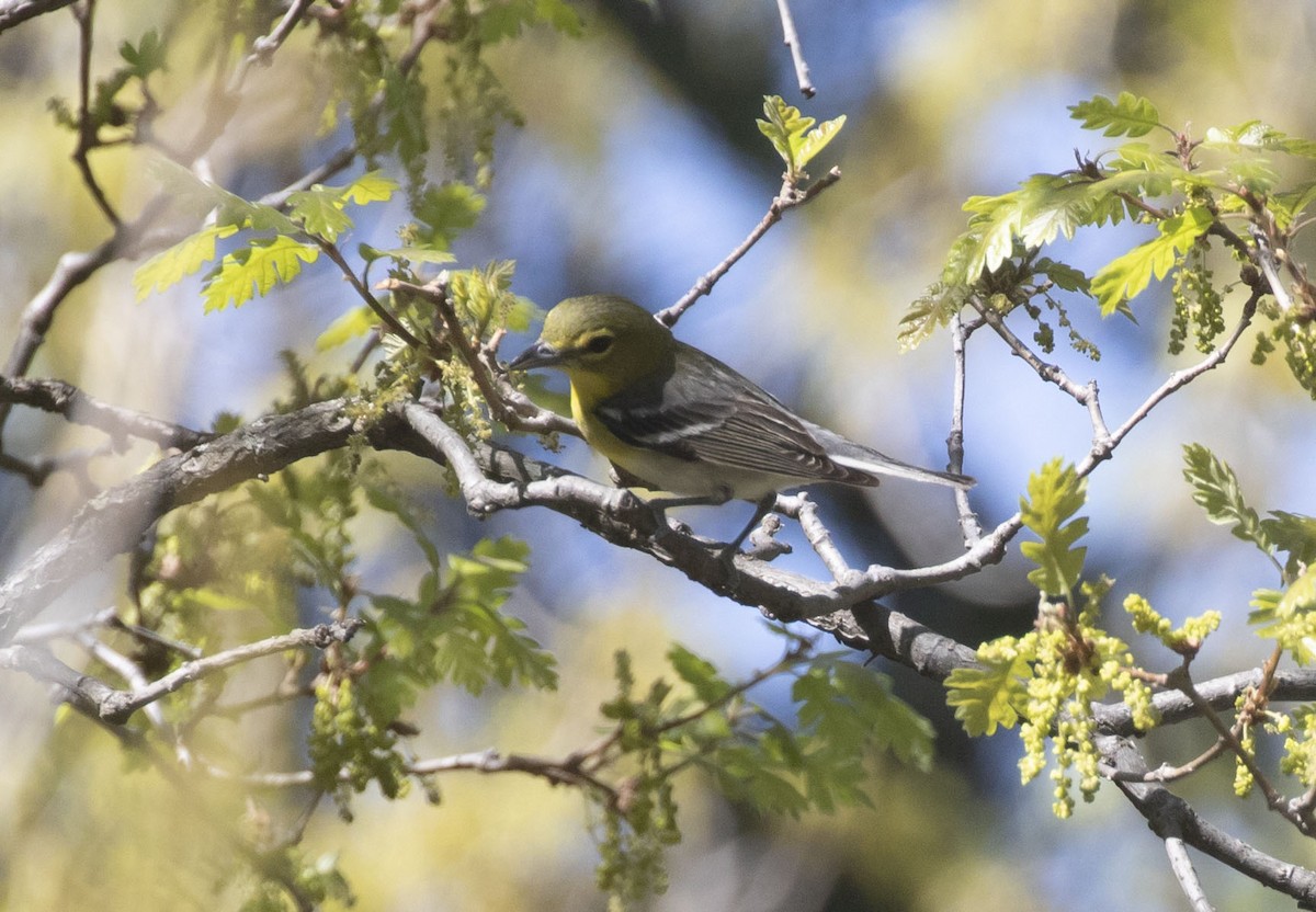 Yellow-throated Vireo - Mouser Williams