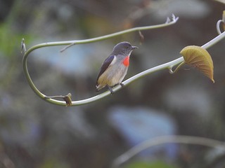  - Halmahera Flowerpecker