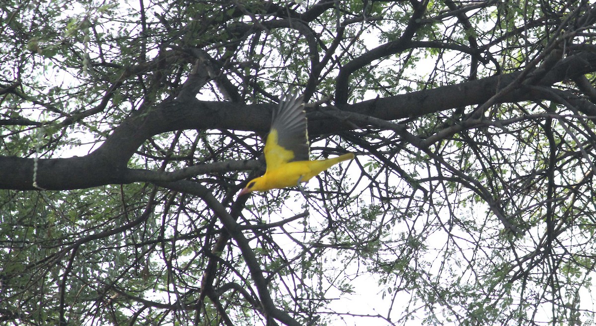 Indian Golden Oriole - ML23106371