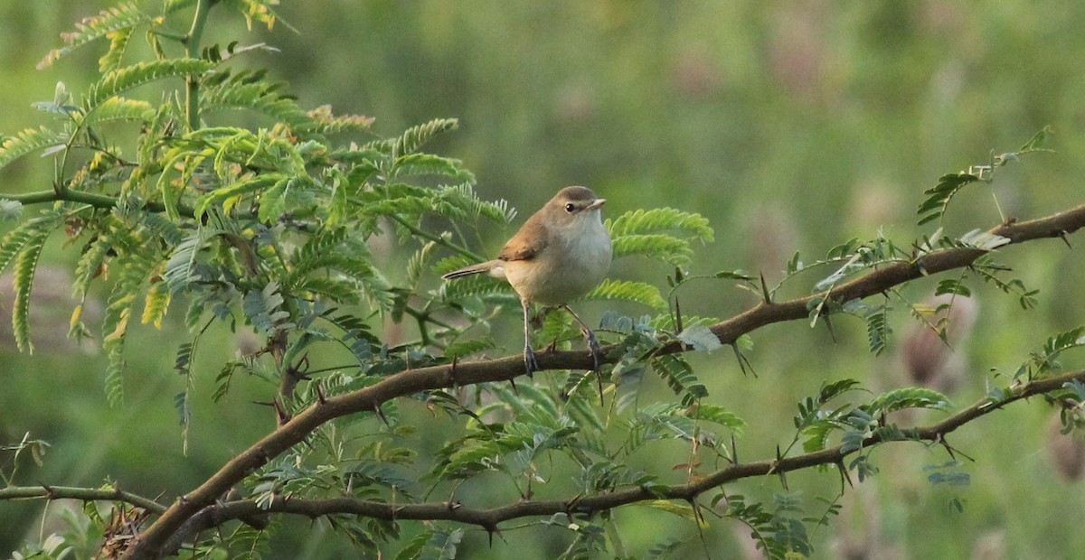 Booted Warbler - ML23106451