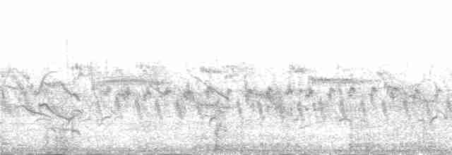Pluvier petit-gravelot (curonicus) - ML231065