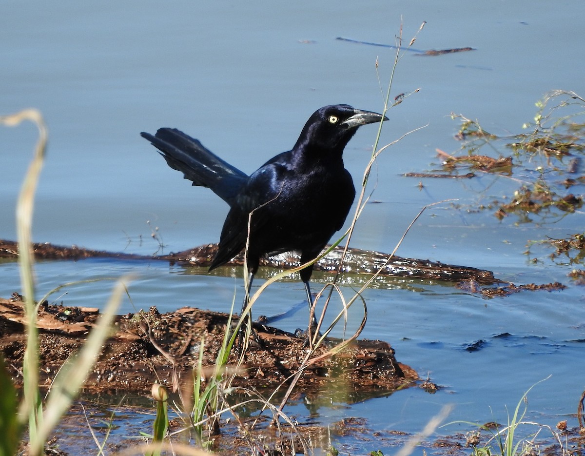Great-tailed Grackle - ML23106581