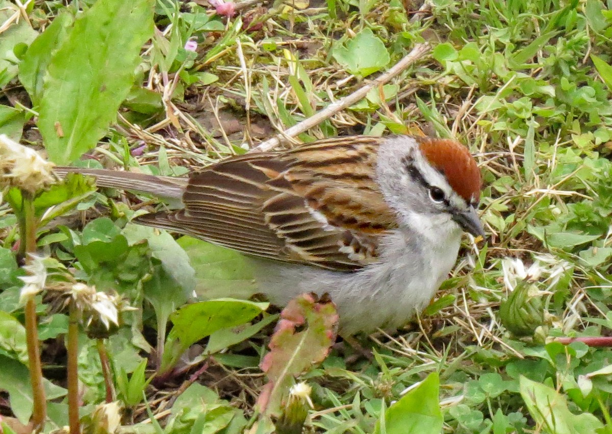 Chipping Sparrow - ML231072501