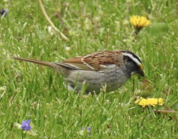 White-throated Sparrow - Brenda Meese