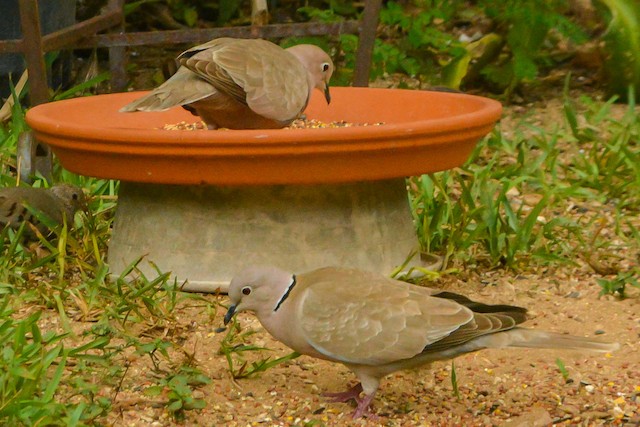 The origins Eurasian Collared-Dove in North America and the West Indies can largely be traced to a local breeder in New Providence, Bahamas. - Eurasian Collared-Dove - 