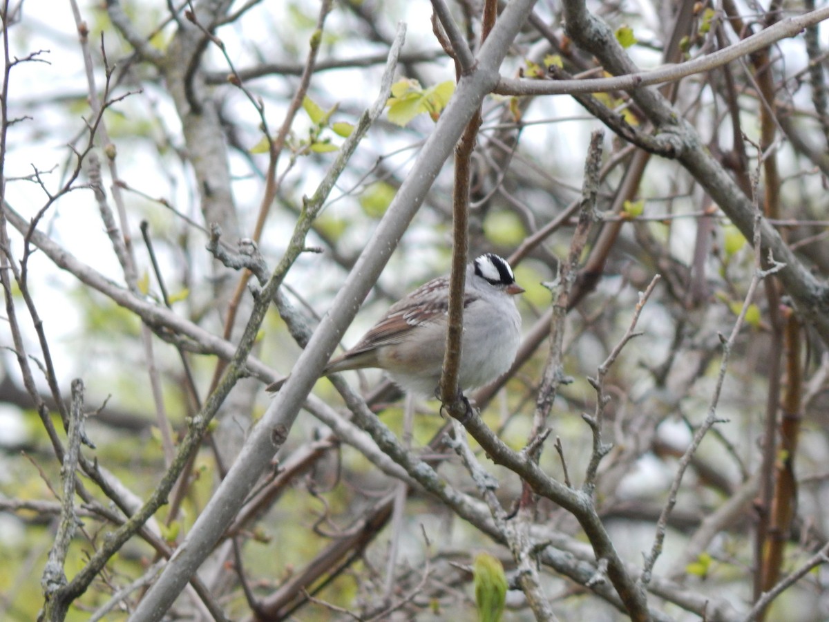 White-crowned Sparrow - ML231076761