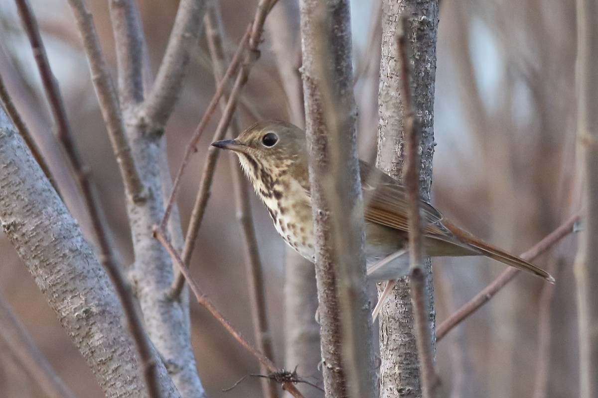 eBird Checklist - 29 Dec 2018 - Rabbit Knaw Rd, @ hedgerow to N (B/GT ...