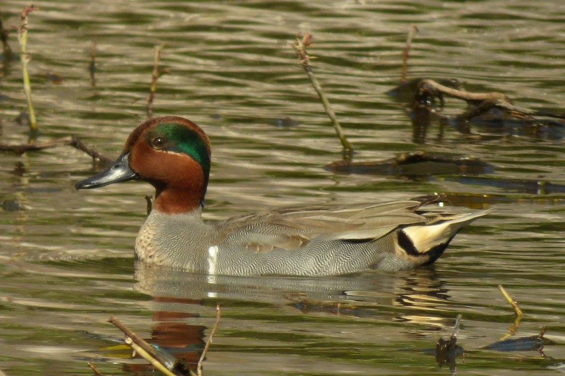 Green-winged Teal - ML231079051