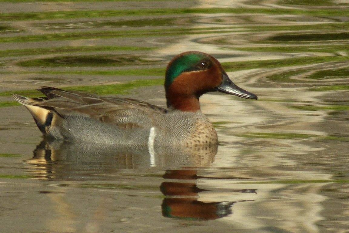 Green-winged Teal - ML231079271