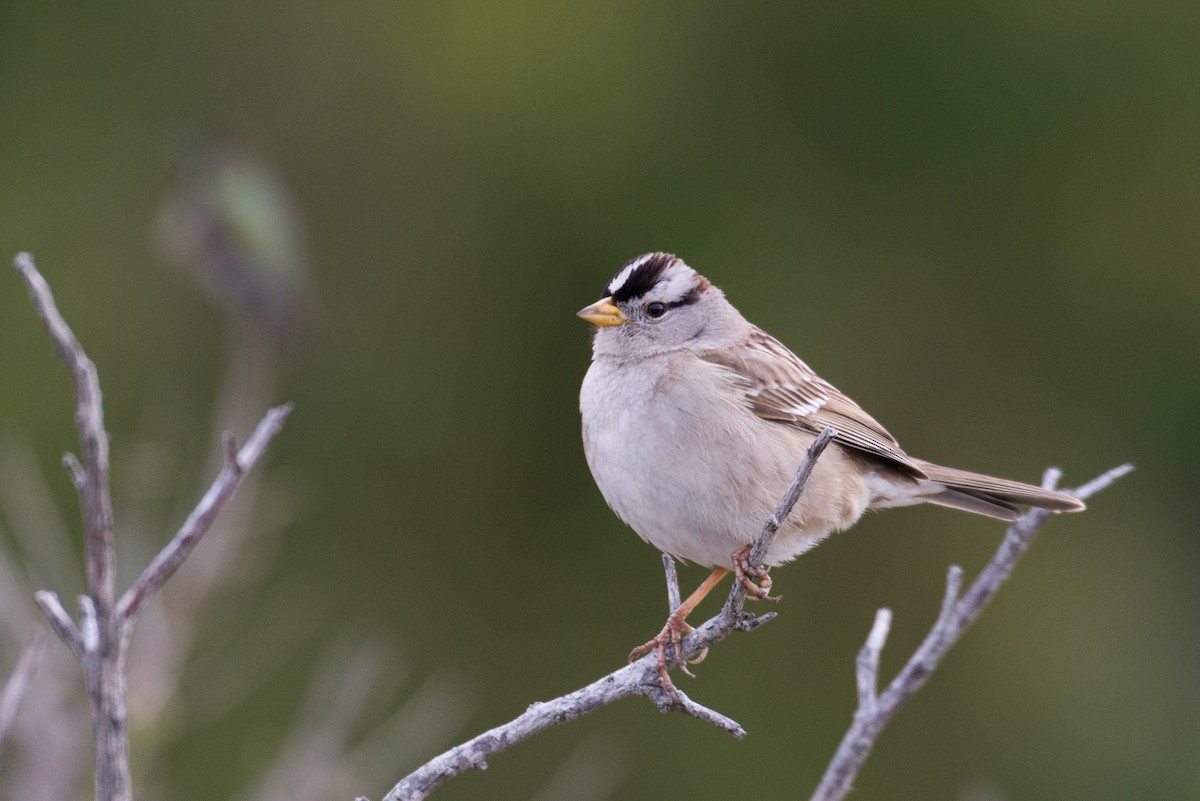 White-crowned Sparrow - Herb Elliott