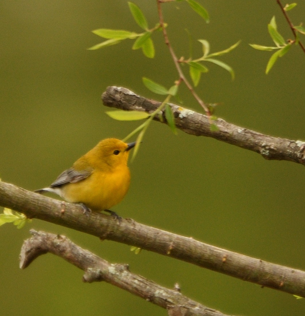 Prothonotary Warbler - ML231080231