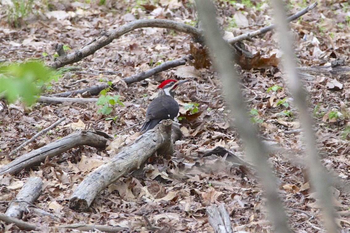 Pileated Woodpecker - Vickie Baily
