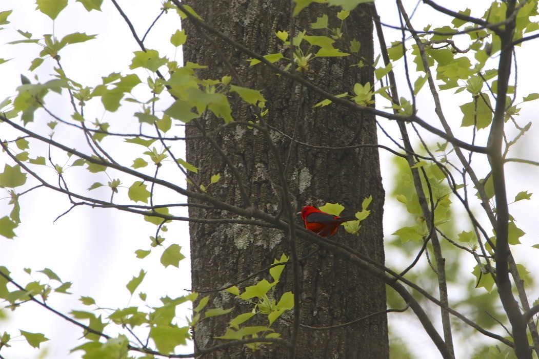 Scarlet Tanager - ML231081991