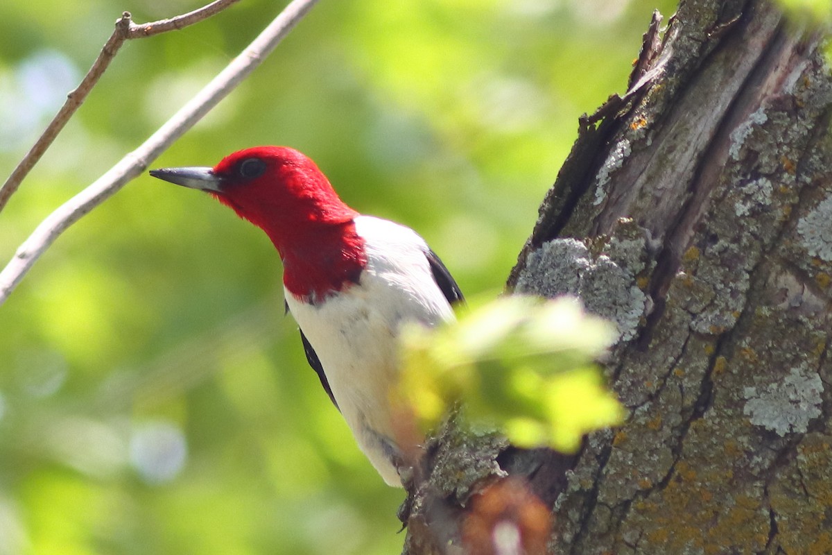 Red-headed Woodpecker - ML231085421