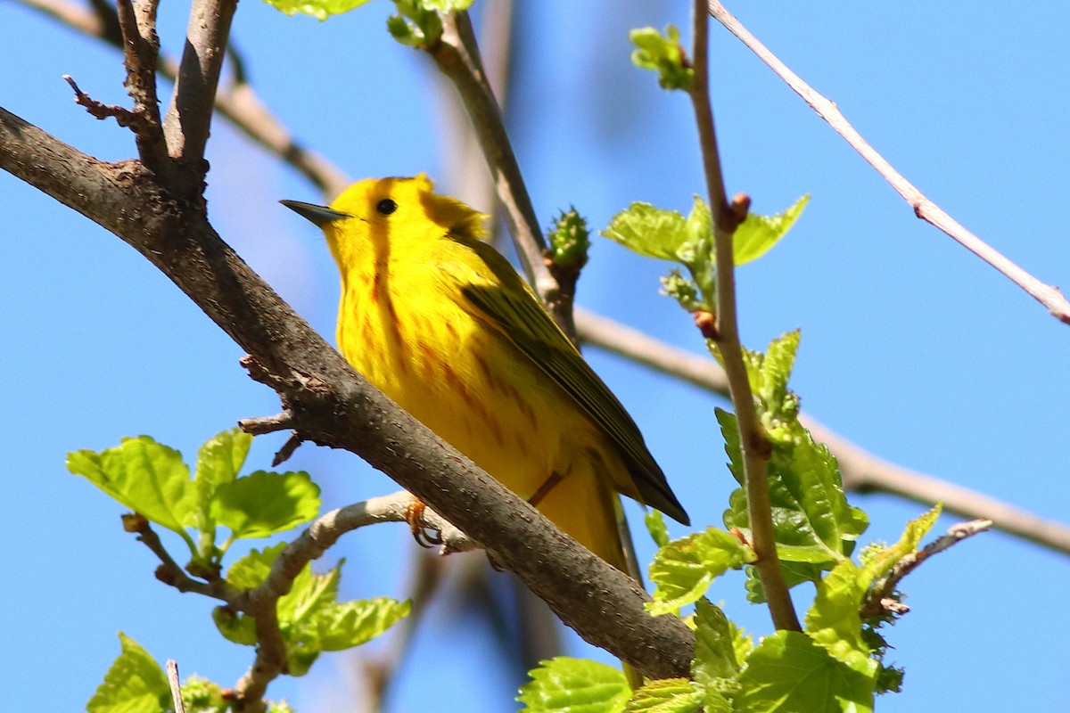 Yellow Warbler - Piming Kuo