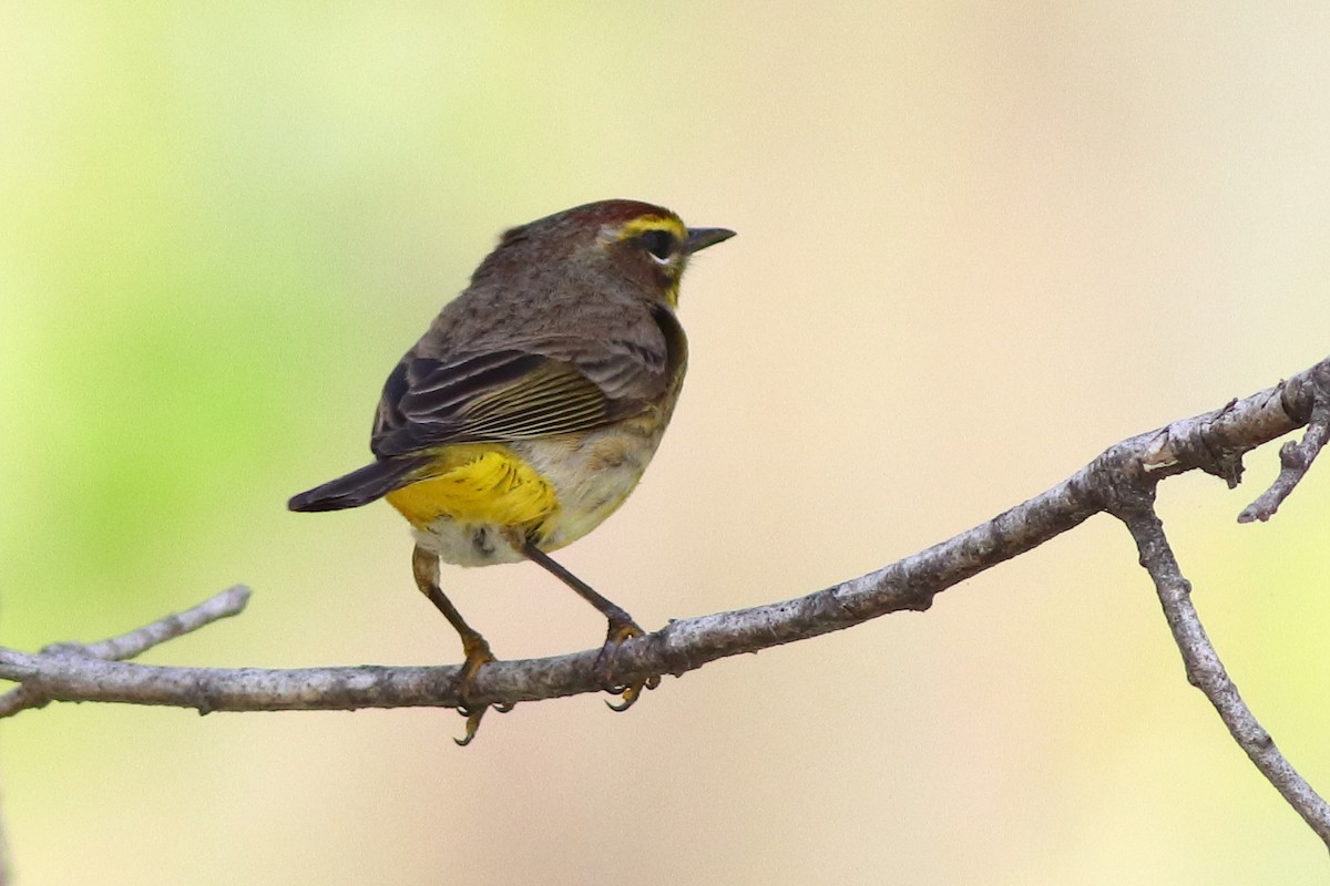 Palm Warbler - Piming Kuo