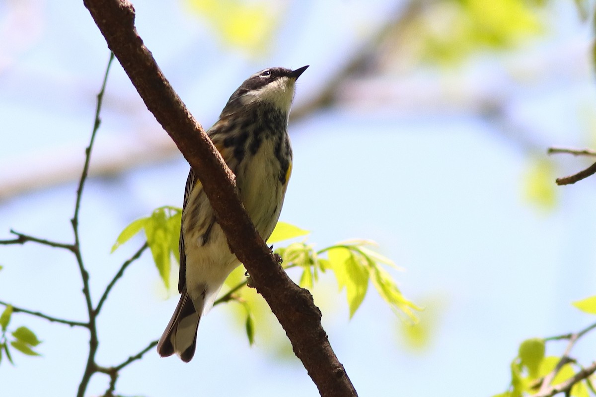 Yellow-rumped Warbler (Myrtle) - Piming Kuo